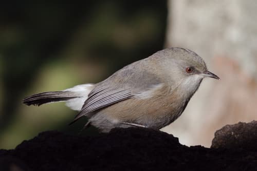 Réunion Grey White-eye