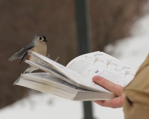 Tufted Titmouse