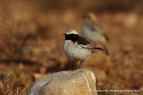 Red-rumped Wheatear