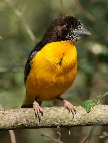 Dark-backed Weaver