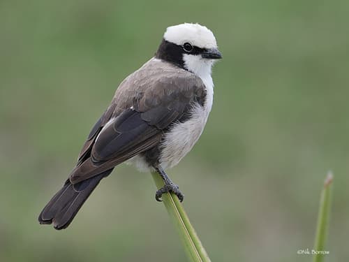 White-rumped Shrike