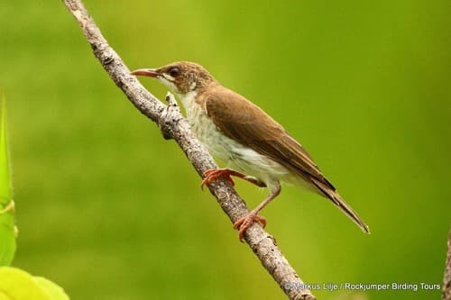 Brown-backed Honeyeater
