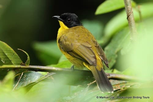 Black-capped Bulbul