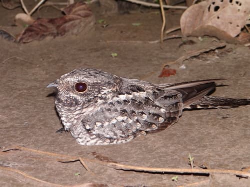 Ladder-tailed Nightjar