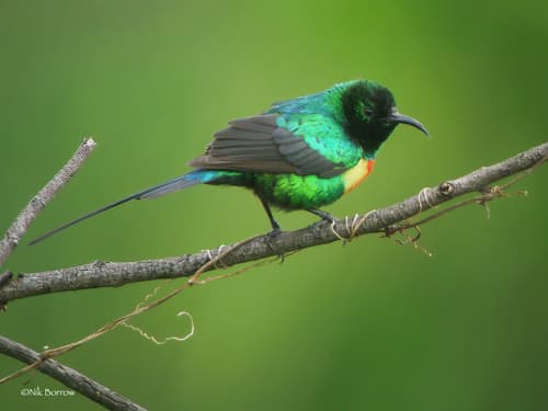 Beautiful Sunbird