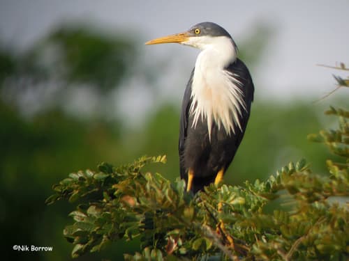 Pied Heron