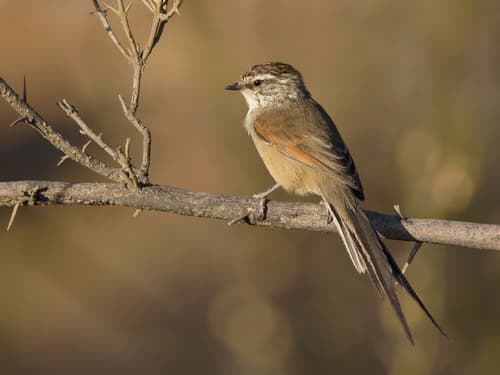 Plain-mantled Tit-Spinetail