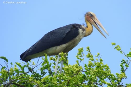 Lesser Adjutant