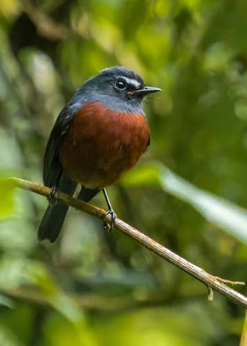 Chestnut-bellied Chat-Tyrant