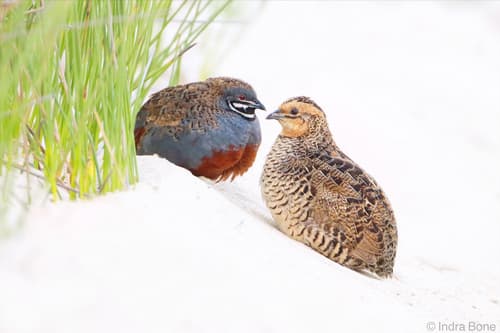 Blue-breasted Quail