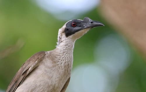 Silver-crowned Friarbird