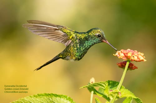 Golden-crowned Emerald