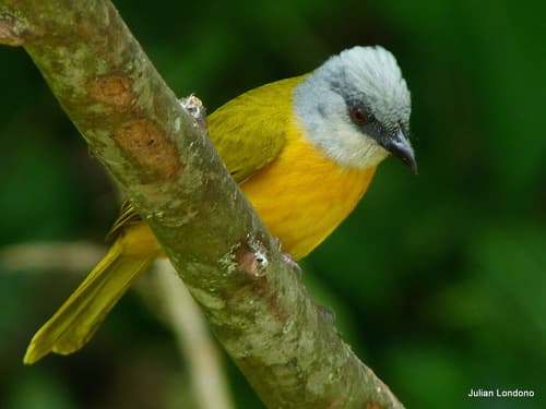 Gray-headed Tanager