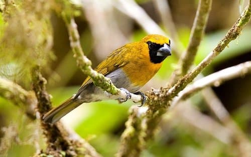 Black-faced Grosbeak