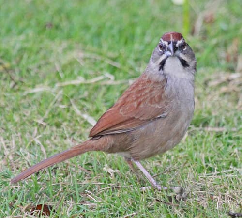 Rusty Sparrow