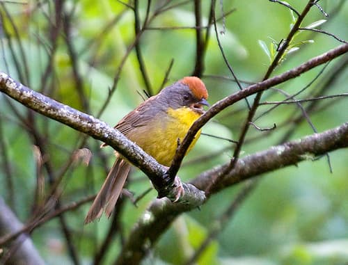 Rufous-capped Brushfinch