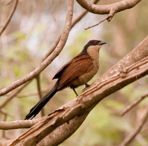 Senegal Coucal