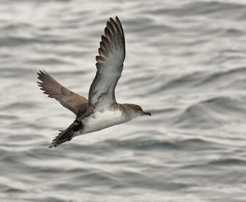 Black-vented Shearwater