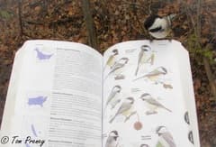 Black-capped Chickadee