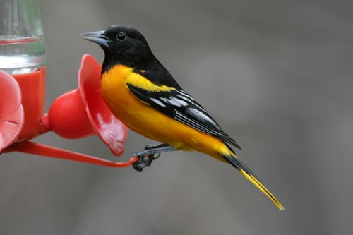 Baltimore Oriole