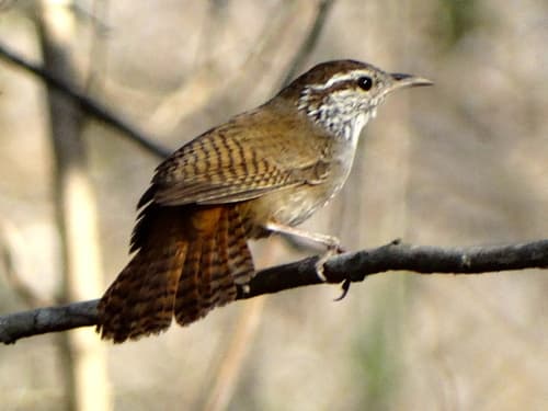 Sinaloa Wren