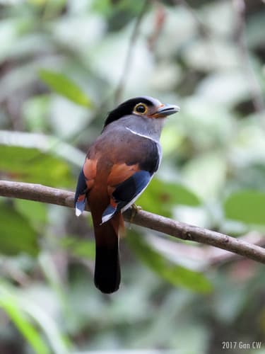 Silver-breasted Broadbill