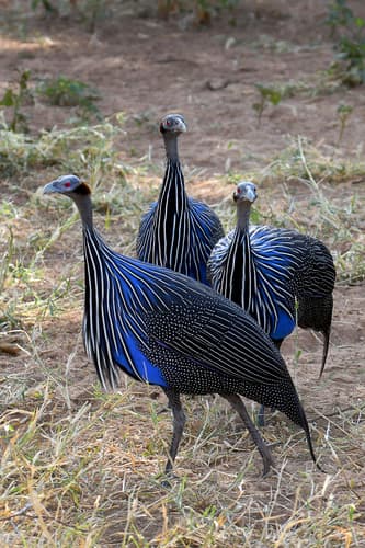 Vulturine Guineafowl