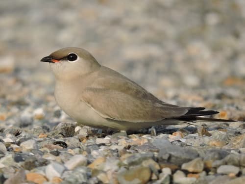 Small Pratincole