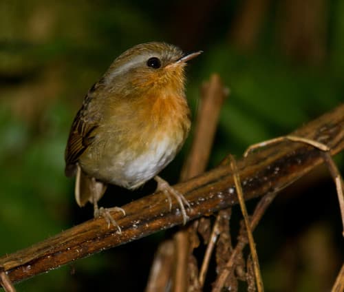 Rufous Gnateater