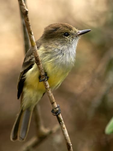 Galápagos Flycatcher