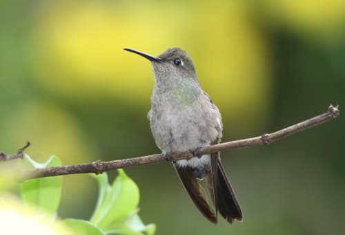 Sombre Hummingbird