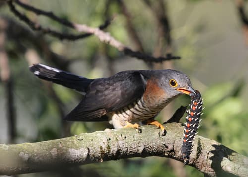 Red-chested Cuckoo