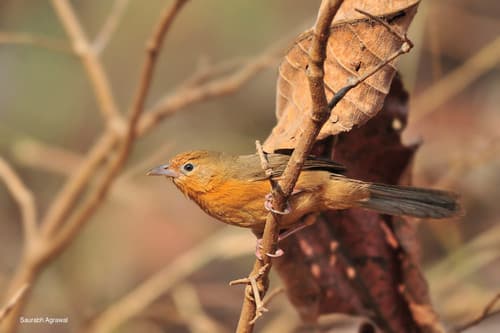 Tawny-bellied Babbler