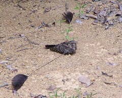 Standard-winged Nightjar