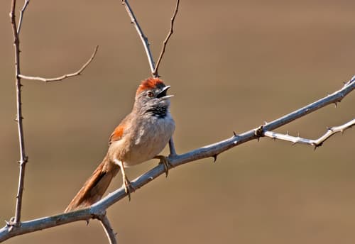 Pale-breasted Spinetail