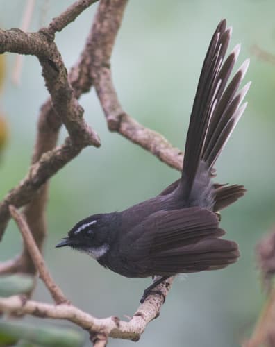 White-throated Fantail