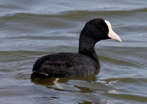 Hawaiian Coot