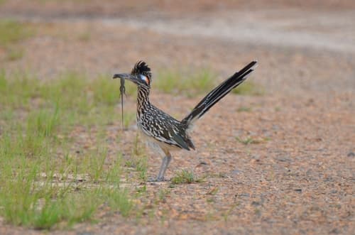 Greater Roadrunner