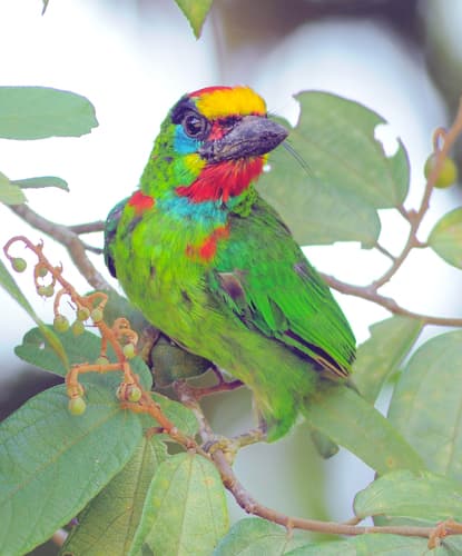 Red-throated Barbet