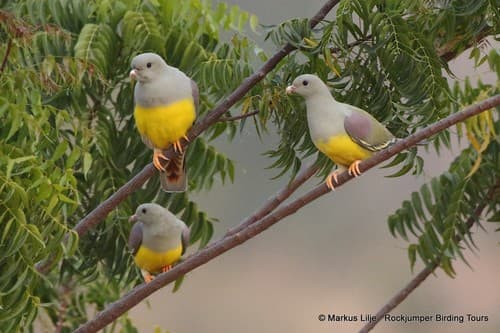 Bruce's Green-Pigeon