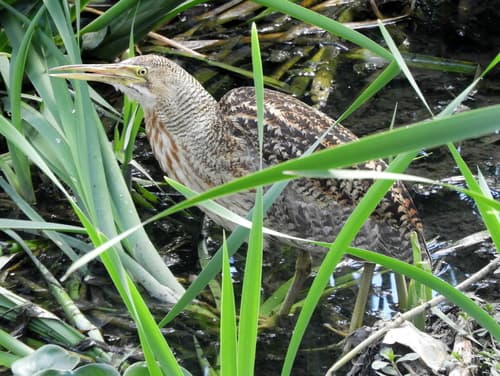 Pinnated Bittern