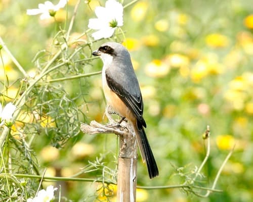 Grey-backed Shrike