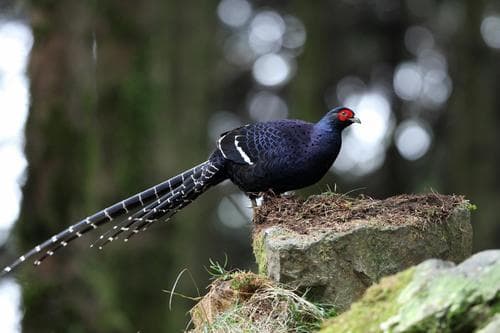 Mikado Pheasant