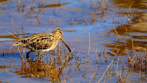 African Snipe