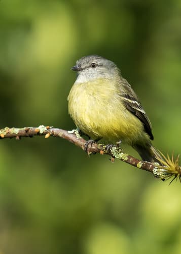 Yellow-crowned Tyrannulet