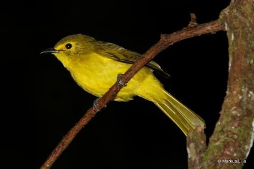 Yellow-browed Bulbul