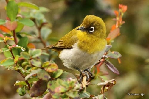 Sri Lanka White-eye