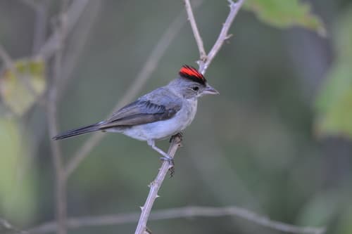 Pileated Finch