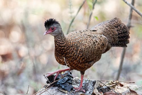 Red Spurfowl