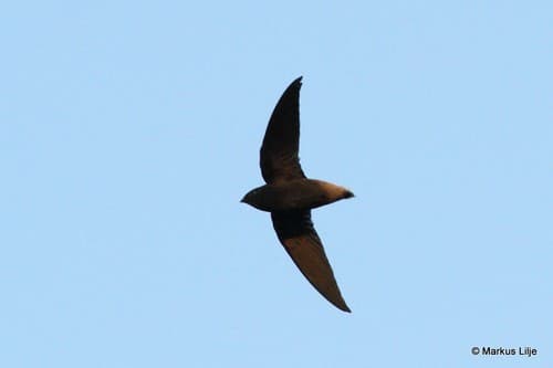 Short-tailed Swift